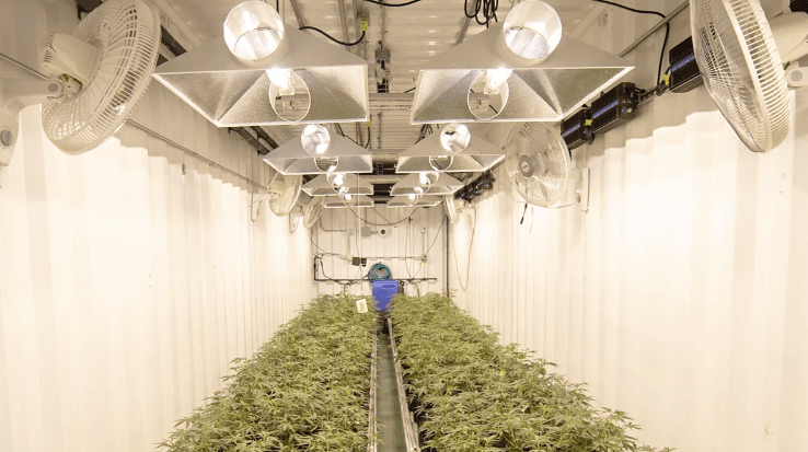 einen mit Ventilatoren ausgestatteten Anbauraum für Cannabispflanzen