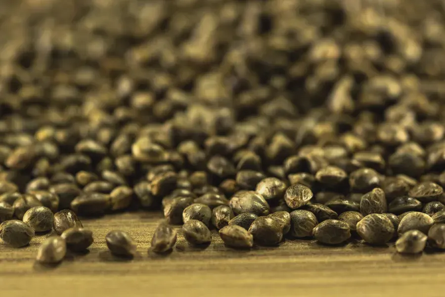 Featured image for “How to identify quality cannabis seeds.”