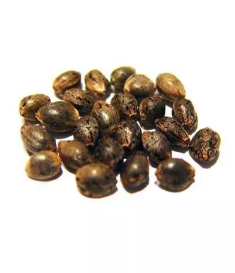 verschiedene Farben von Hanfsamen