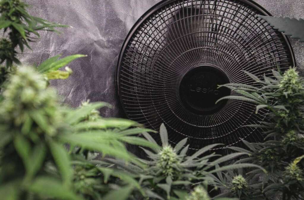 Ventilator im Grow-Zelt, der die Marihuana-Pflanzen anbläst