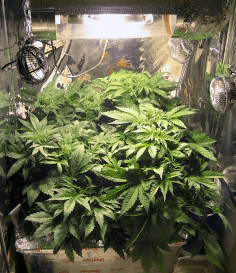 fans in the grow tent blowing on the marijuana plants