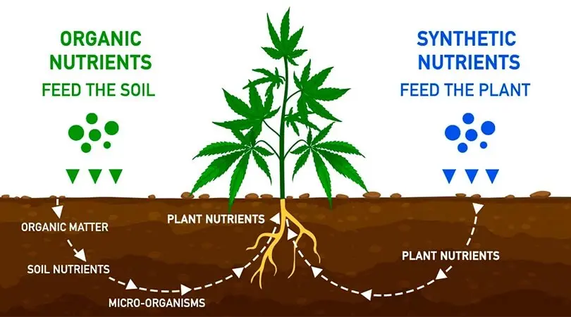 Syntetic vs organic fertilizer