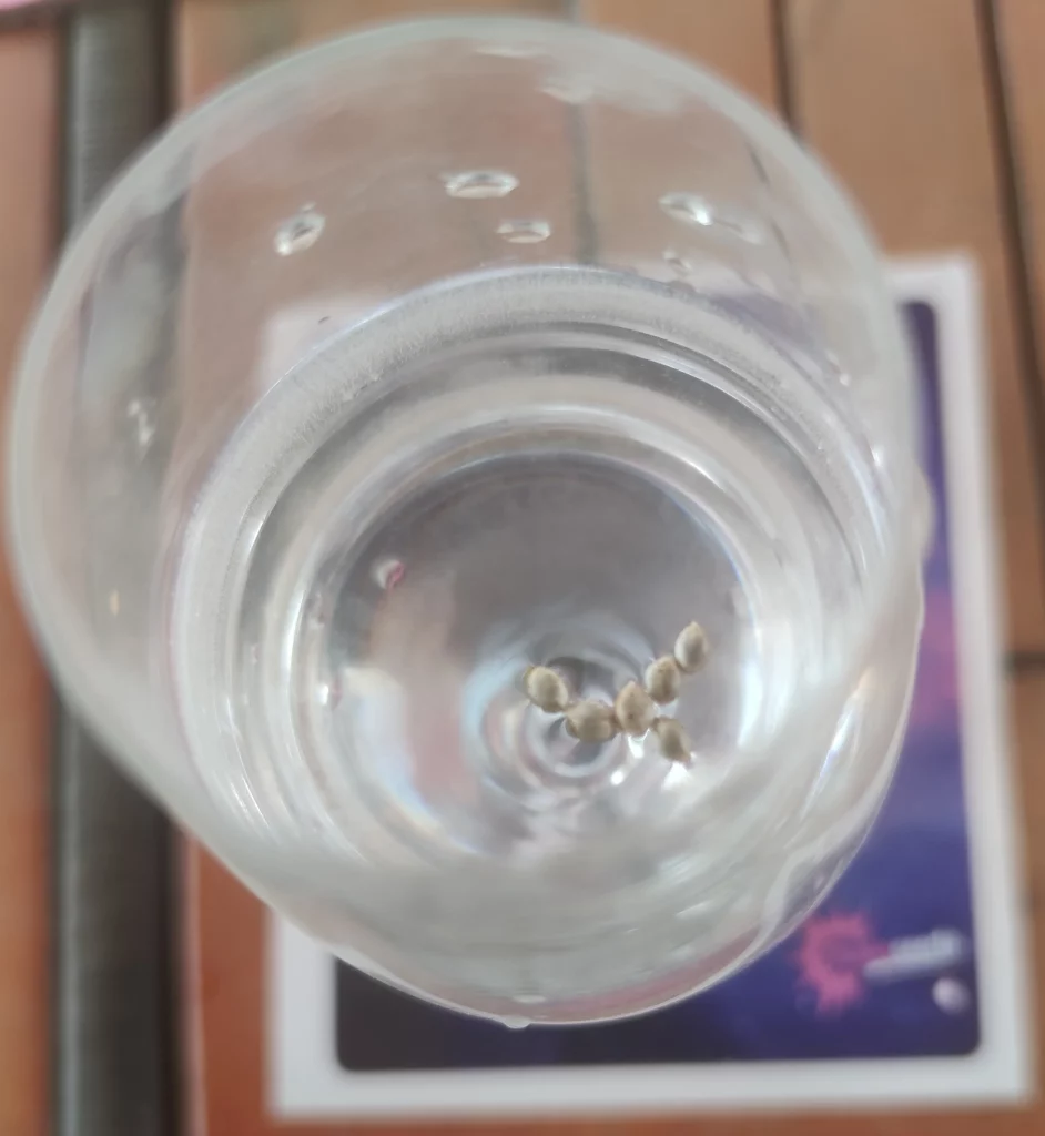 Hochwertige Cannabissamen in einem Glas Wasser.