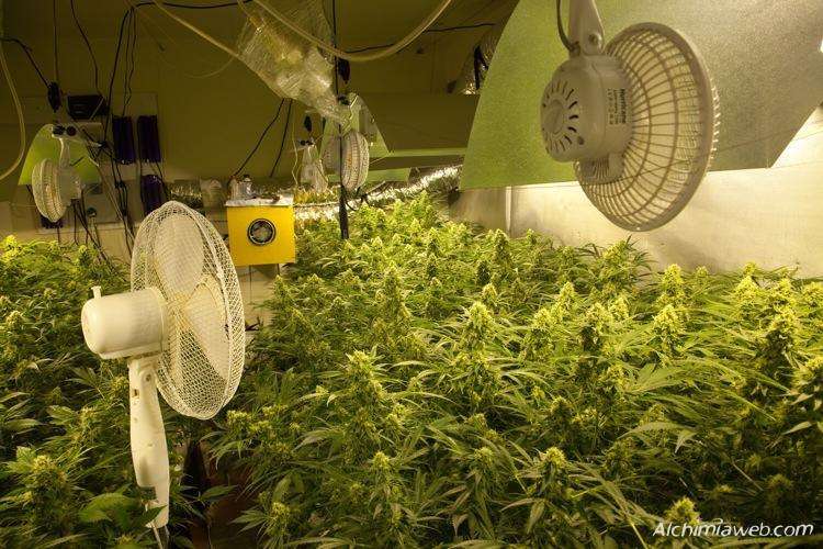 mehrere einstellbare Ventilatoren für den Anbau von Marihuana im Grow Room
