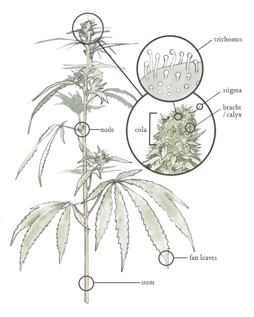 Wirkung von UV-Licht auf die Struktur von Cannabispflanzen