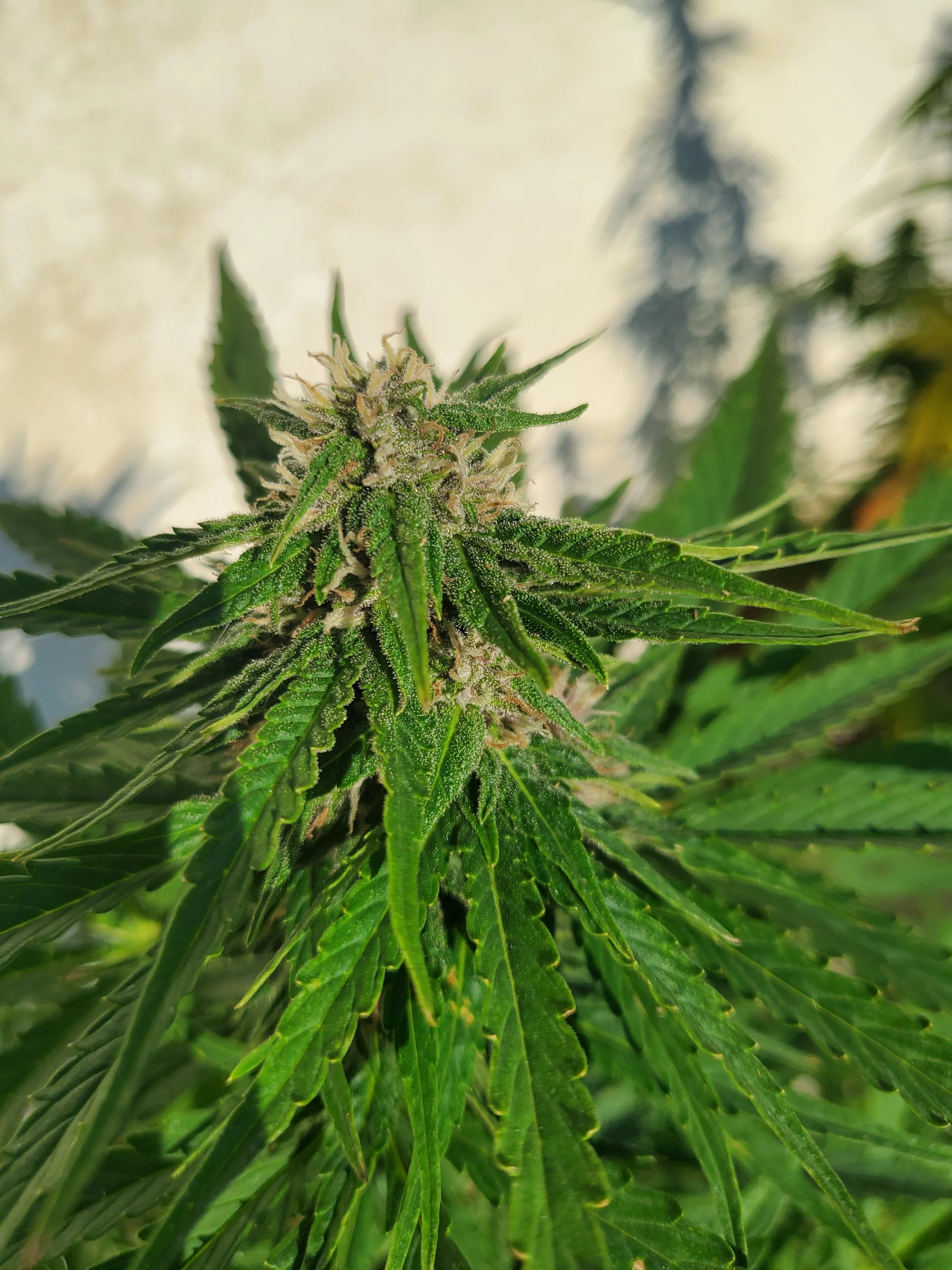 Automatonblüte 10. Woche