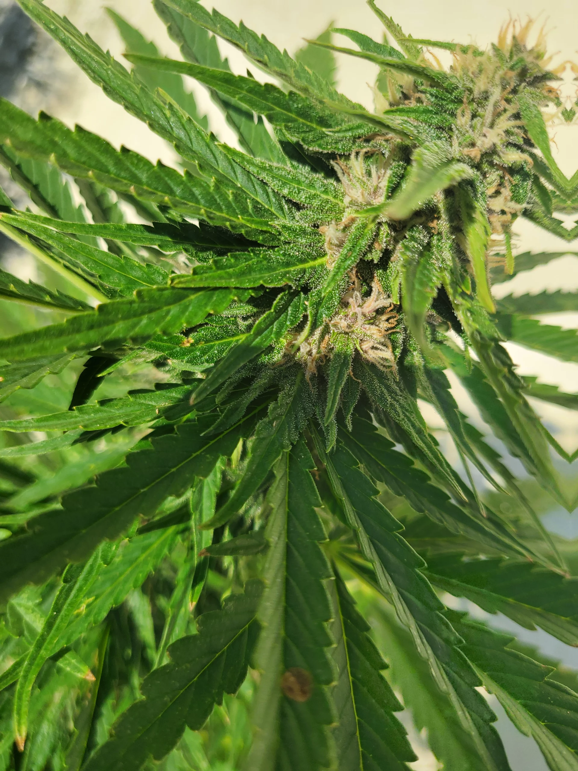 Automatonfruchtbarkeit Woche 10