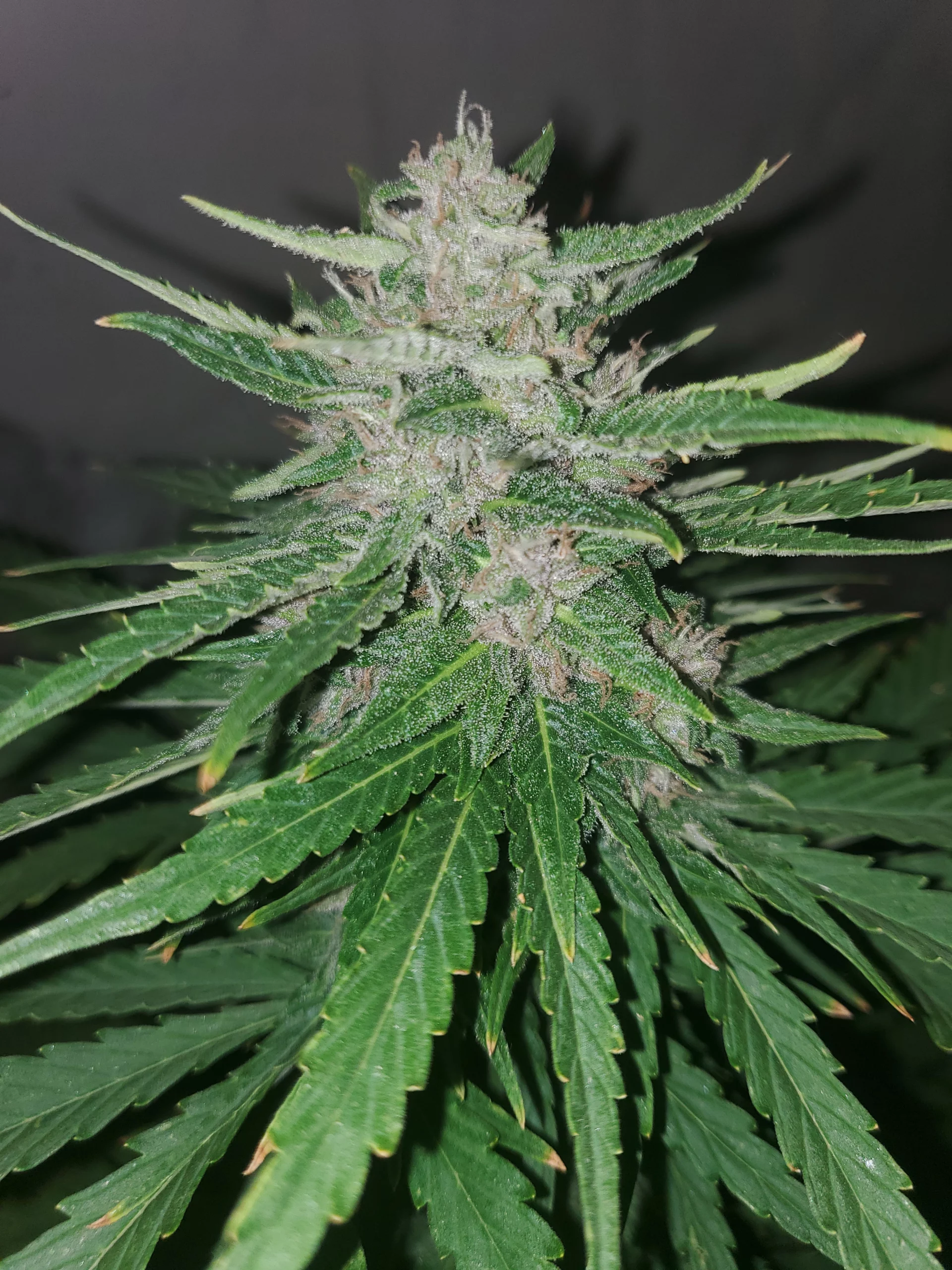 Automaton Woche 11 Früchte