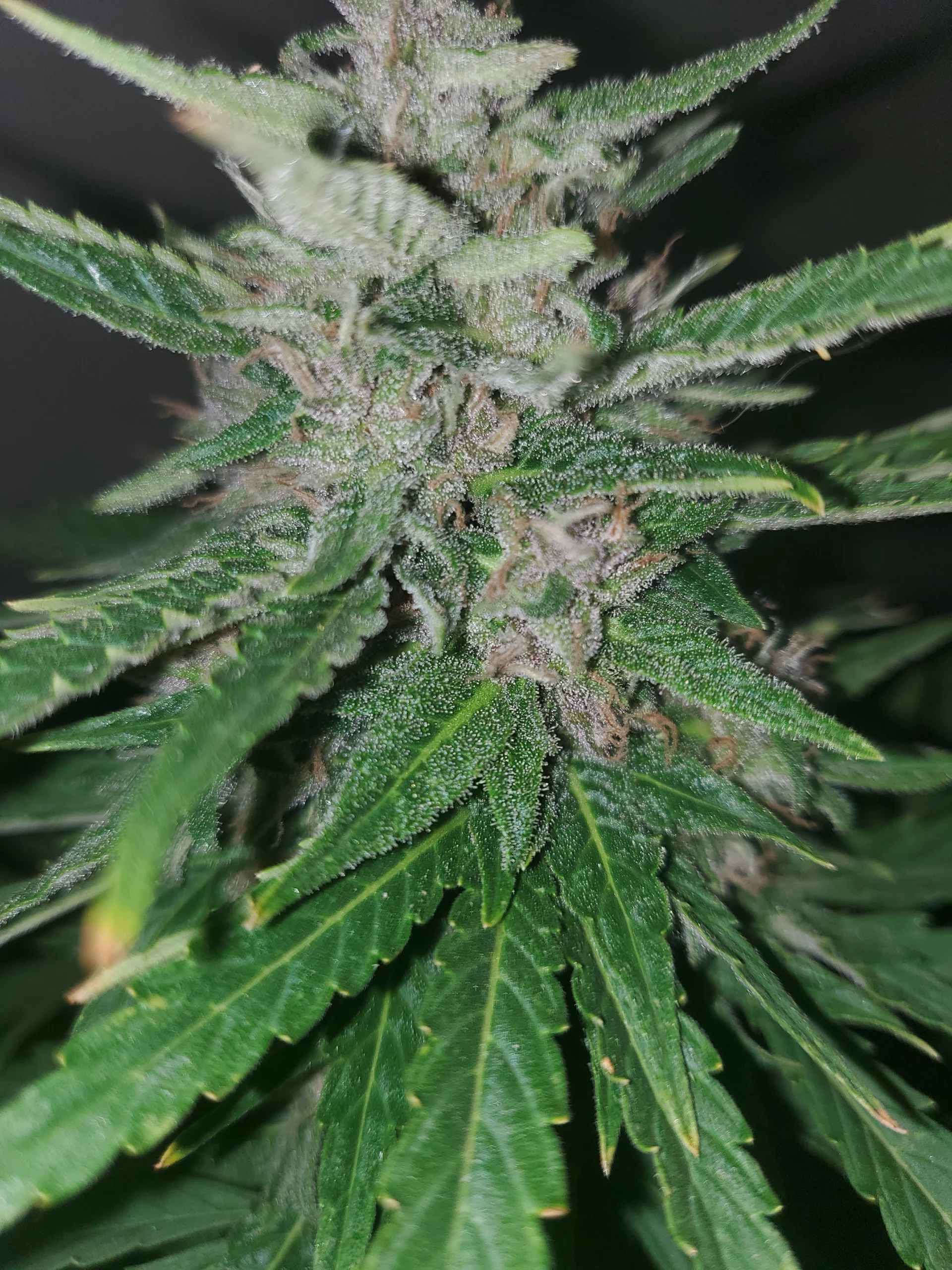 Woche 11 Blühender Automaton