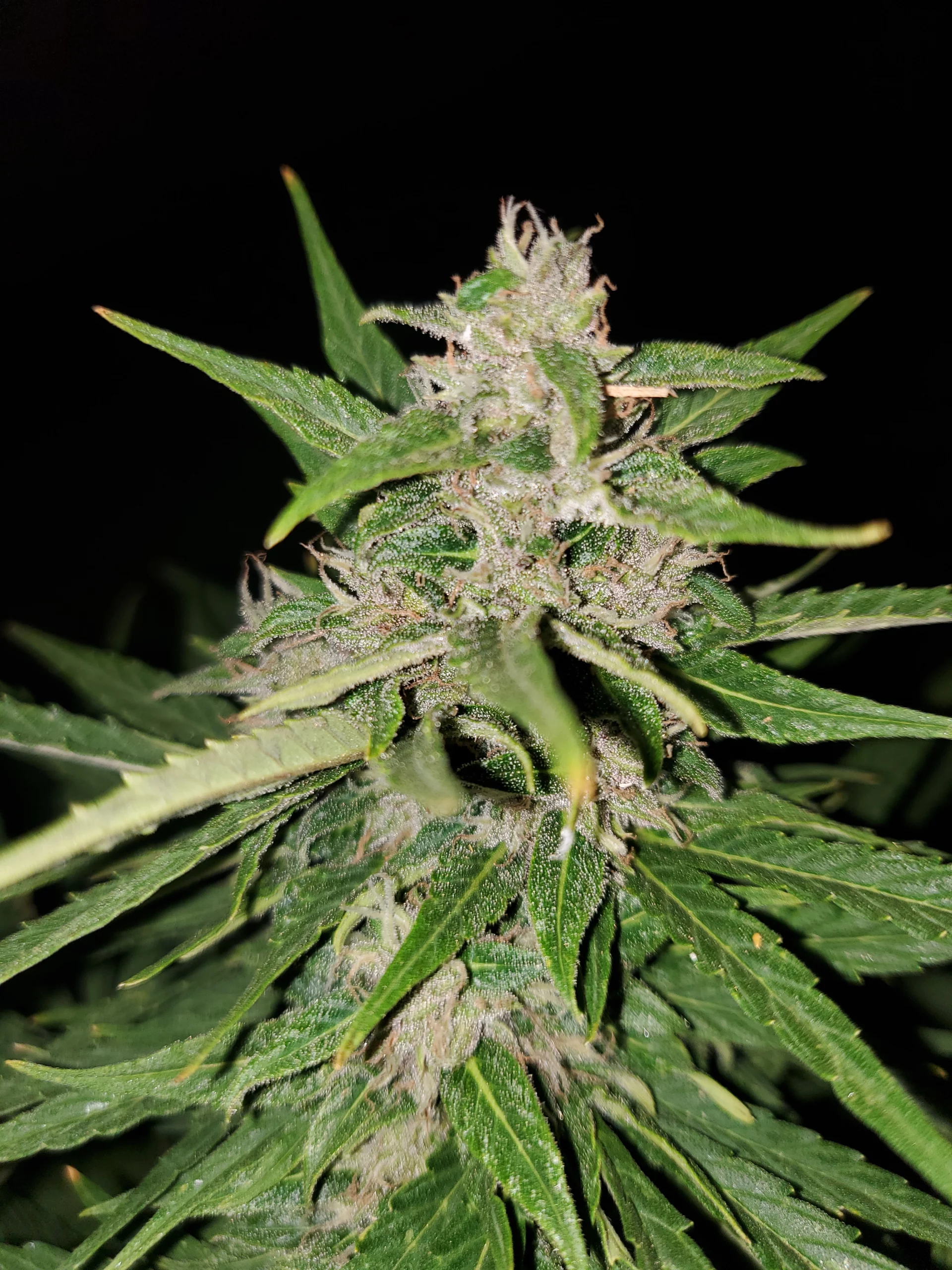 Blühender Automaton Woche 11