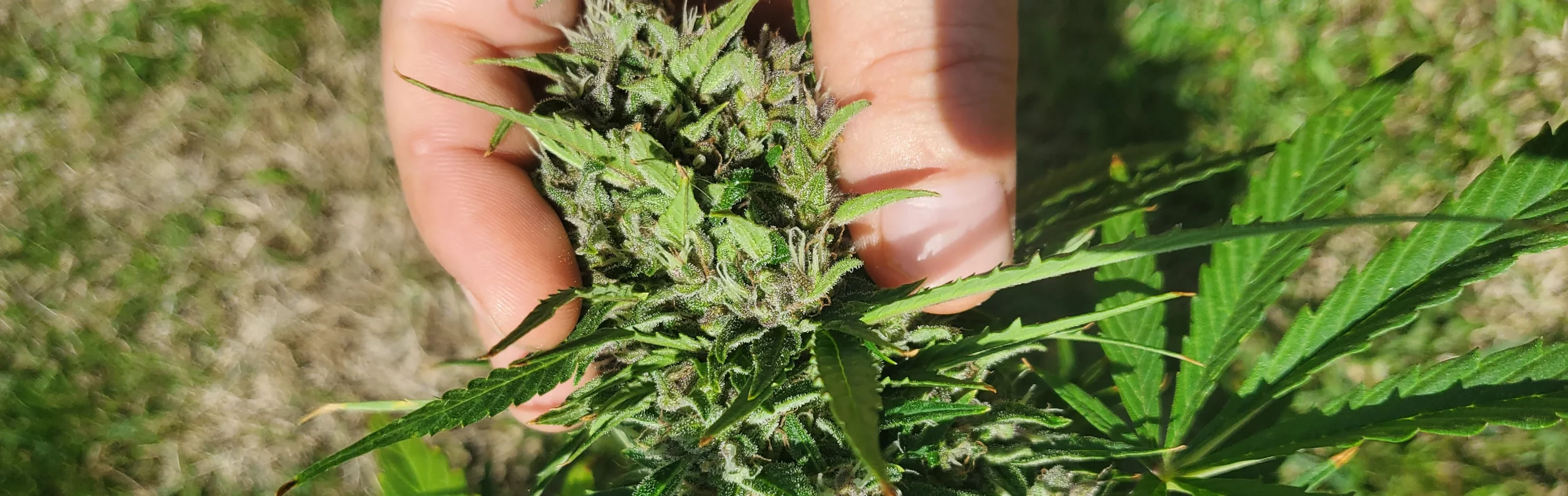 Automaton Seitenzweig Cola