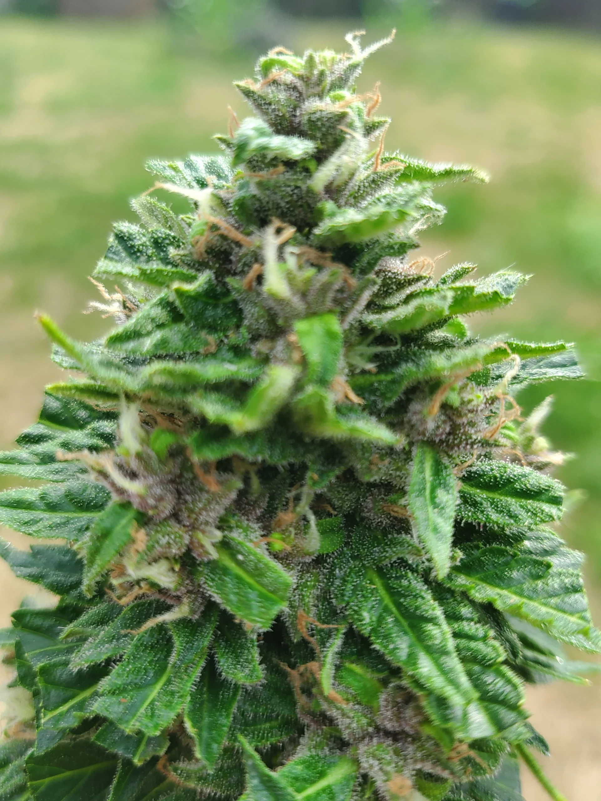 Automatonknospe abgeschnitten