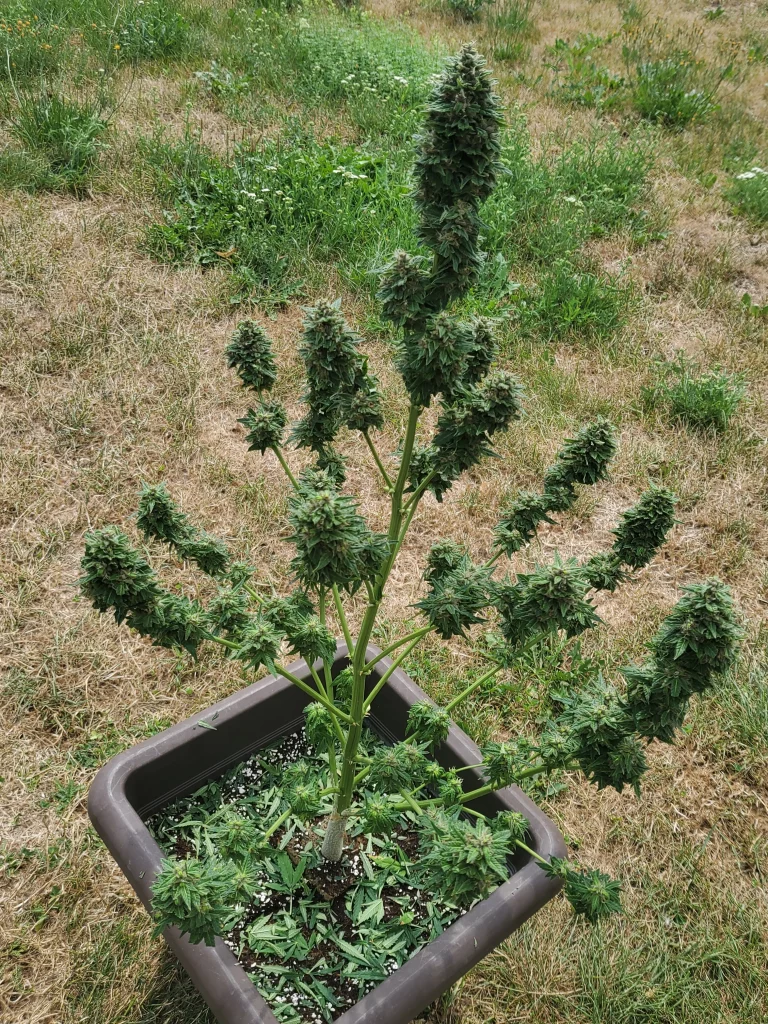 Wie lange dauert es, Cannabis anzubauen? - Automatisches Ernten