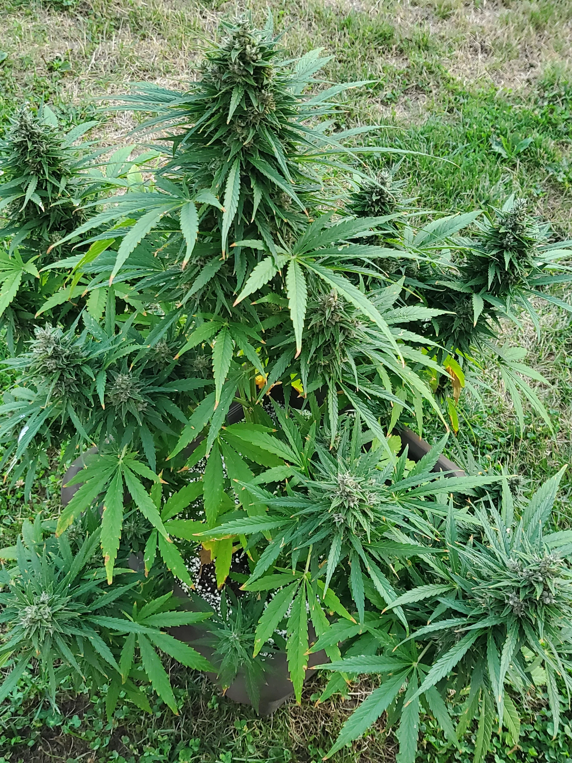 Automaton Ernte Woche 12