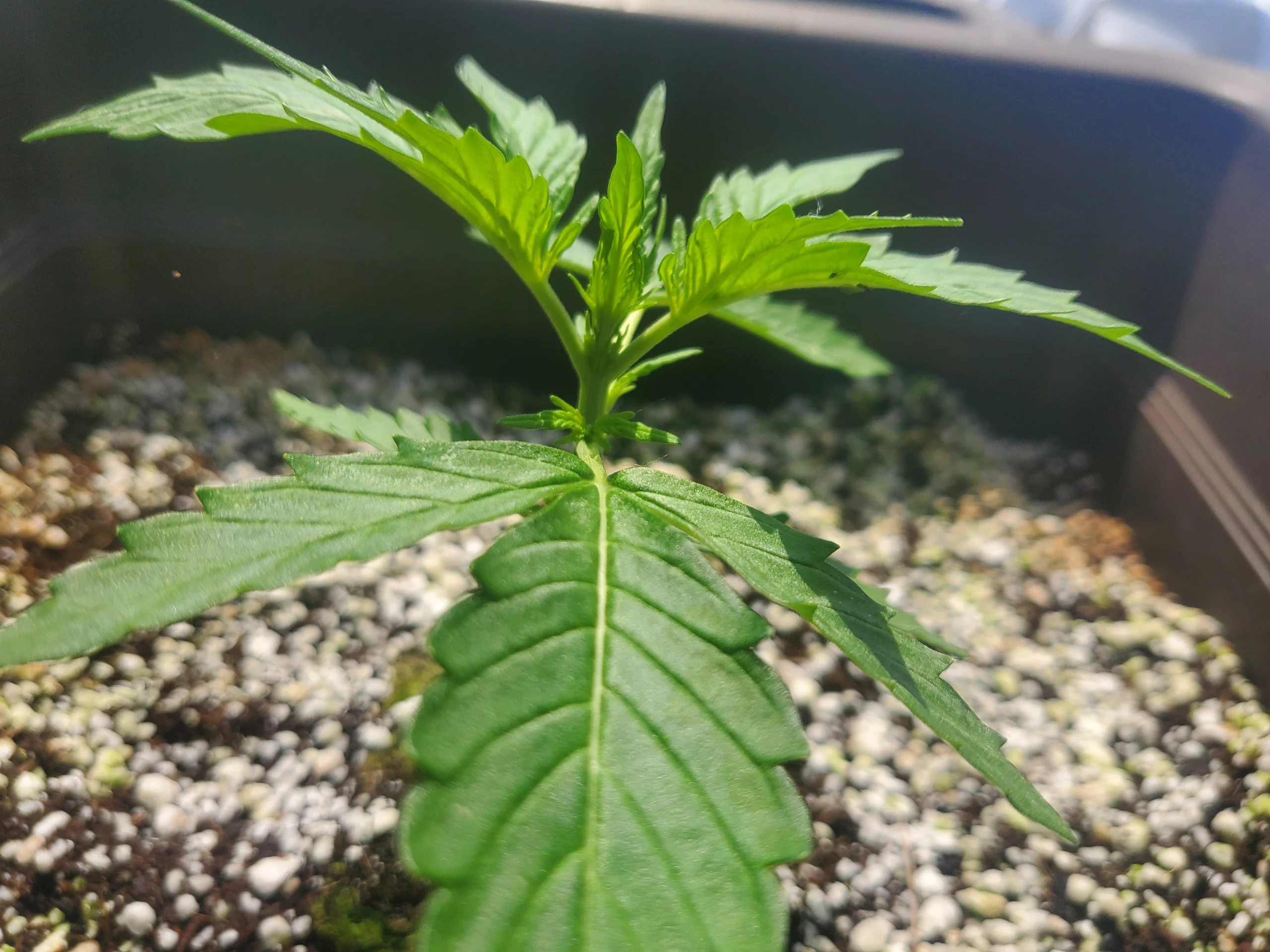 Automaton-Wachstumswoche-3