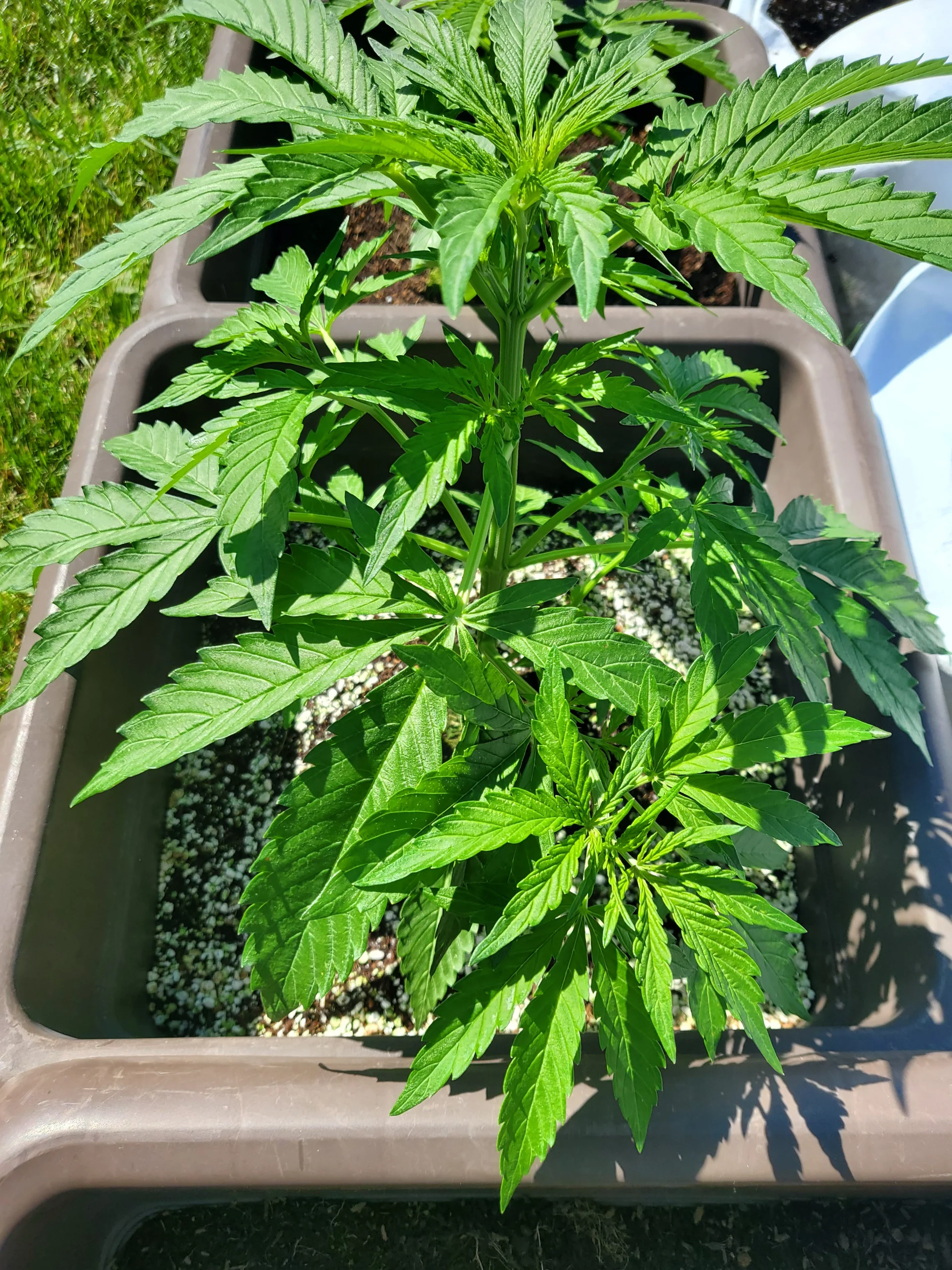 Automaton Woche 5 wachsen