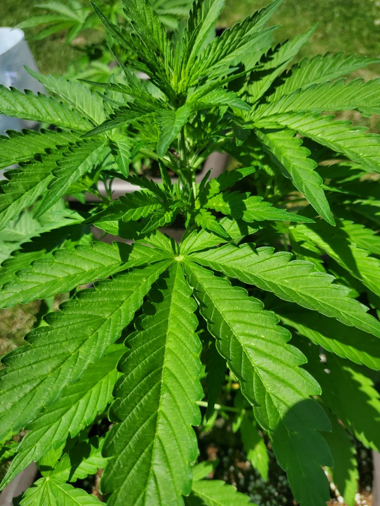 cannabis-indica-vegetativ