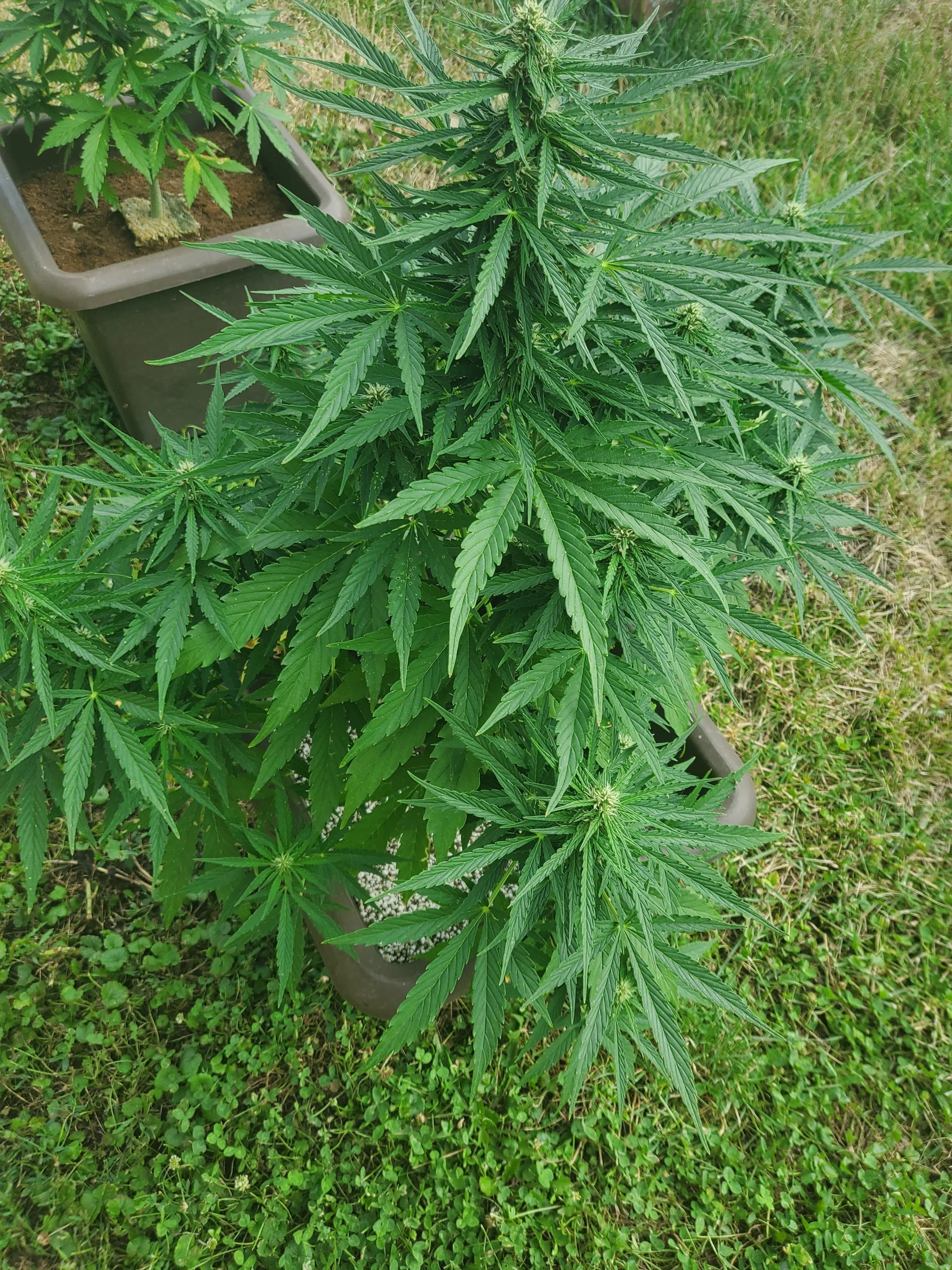 automaton Woche 7 wachsen