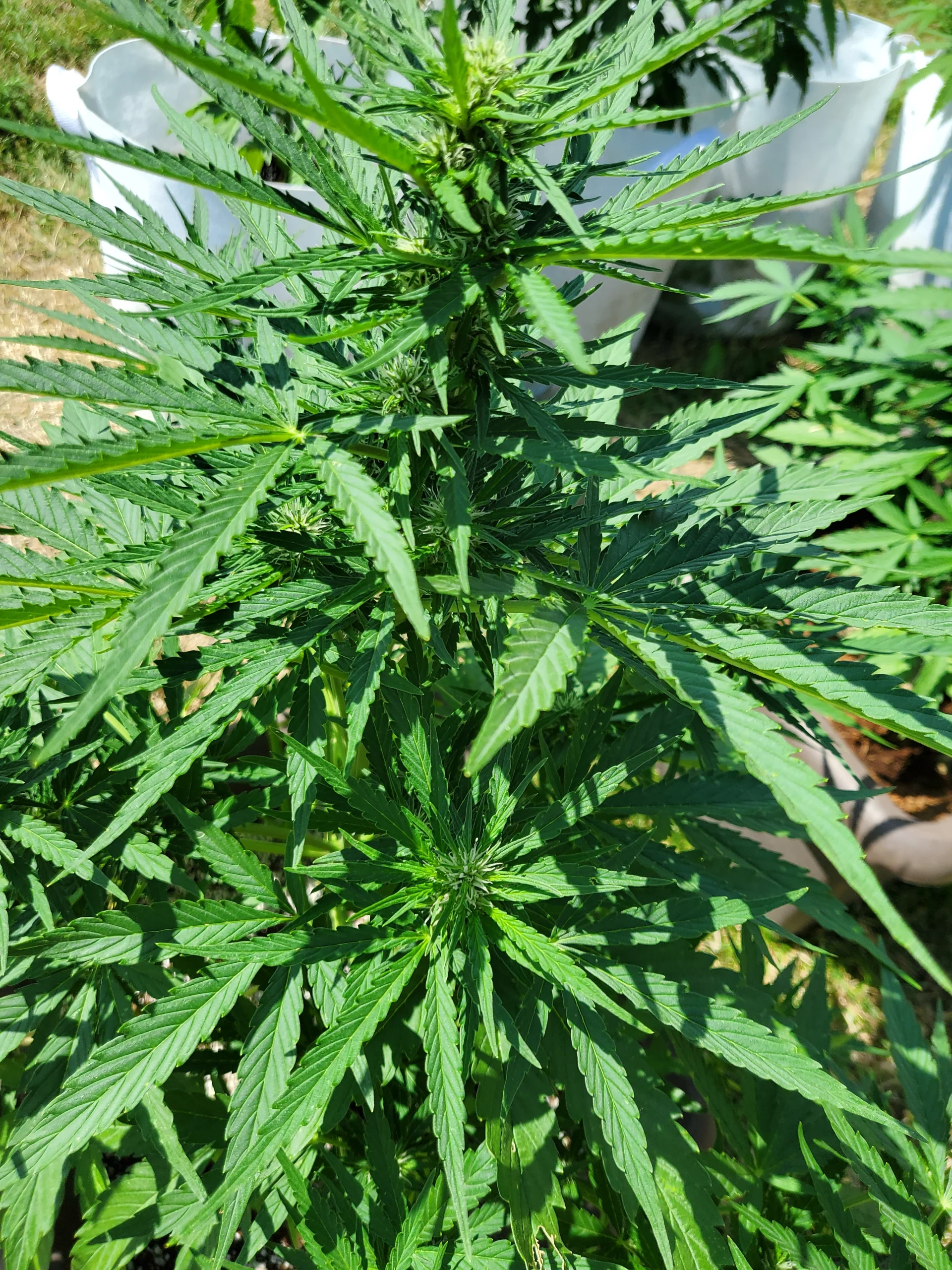 Automaton wächst 7 Wochen