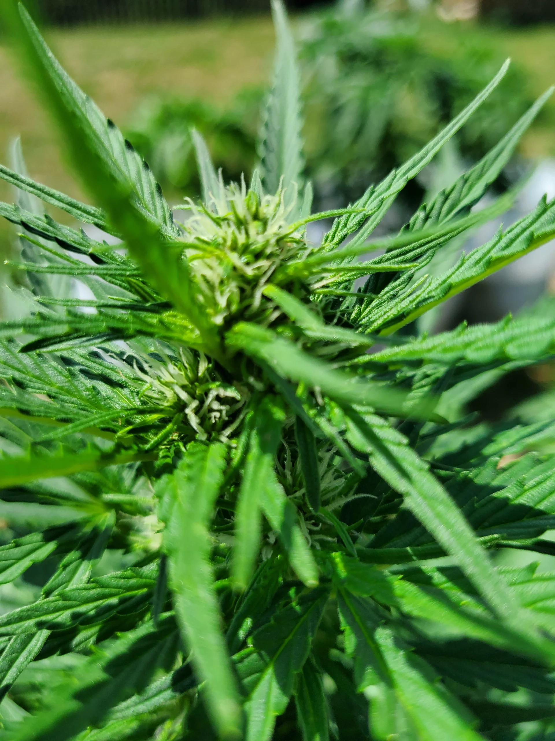 Wachsender Automaton 7. Woche