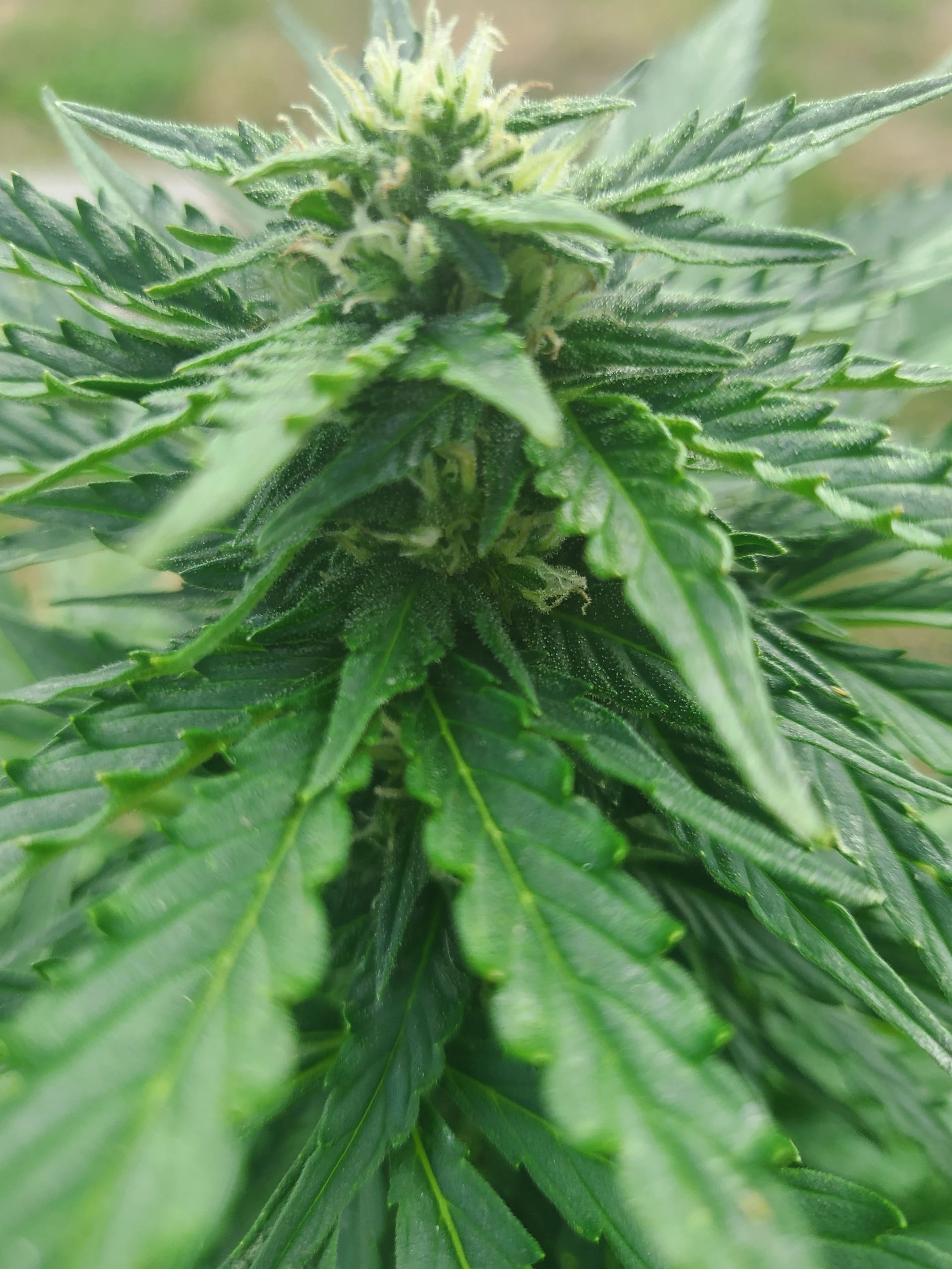 blühender Automaton 8. Woche