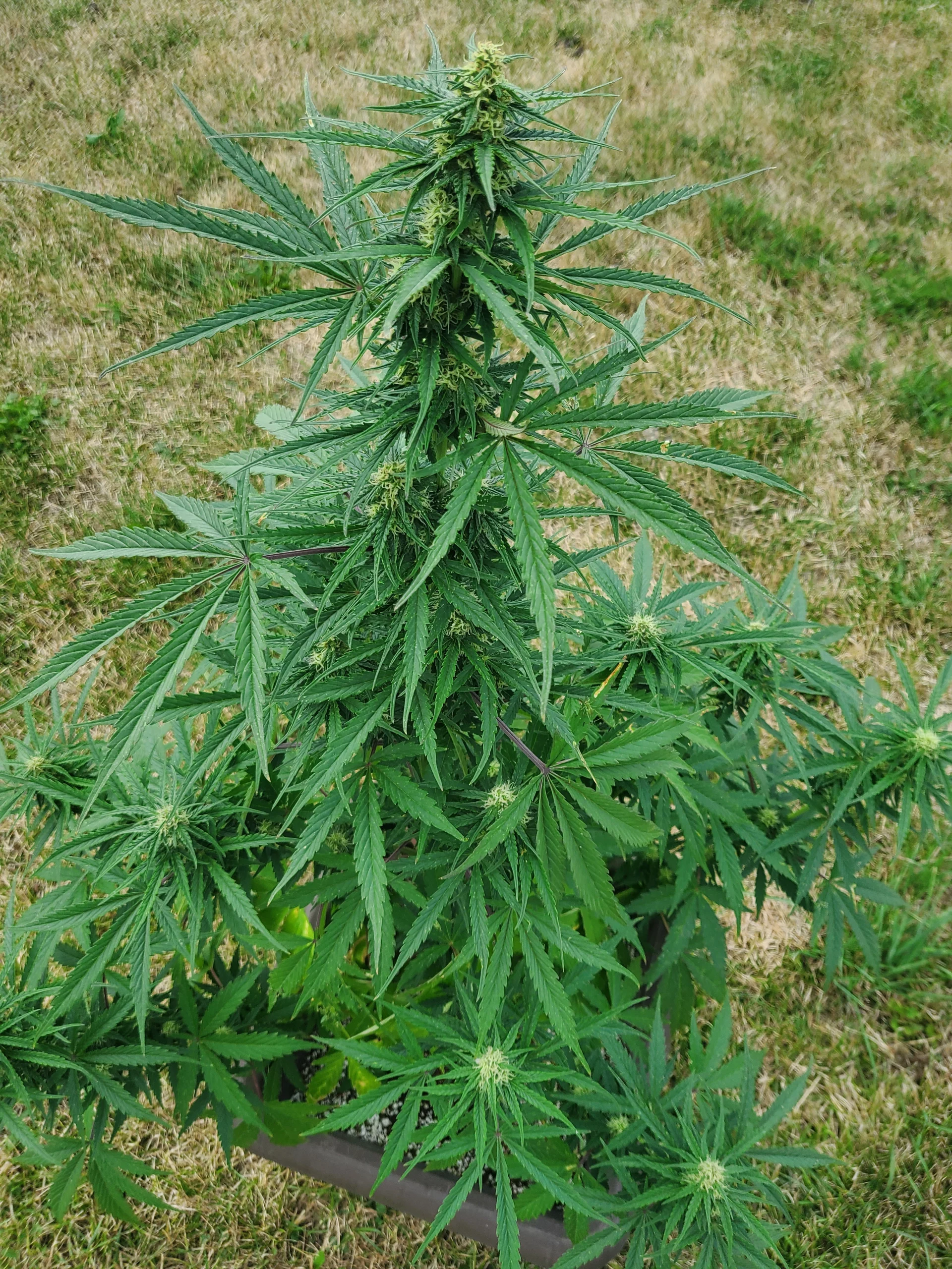 Automatenblüte 9. Woche