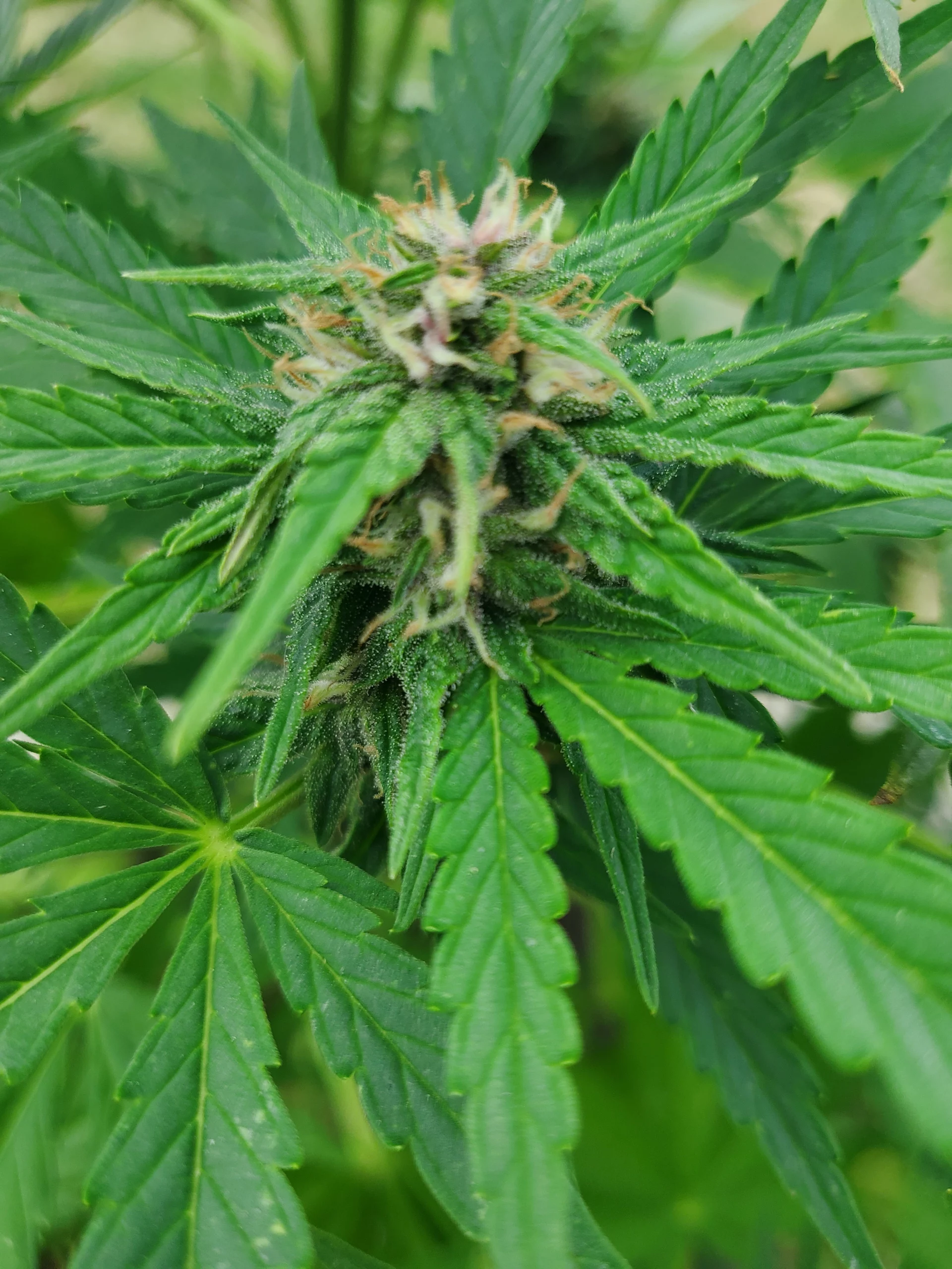 Woche 9 Automatenblüte