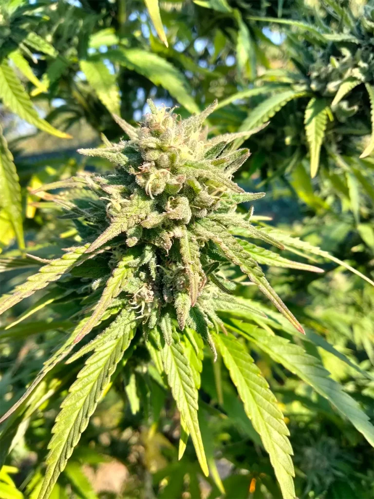 Cleopatra Cannabis Pflanze Blumen Marihuana Samen von NukaSeeds