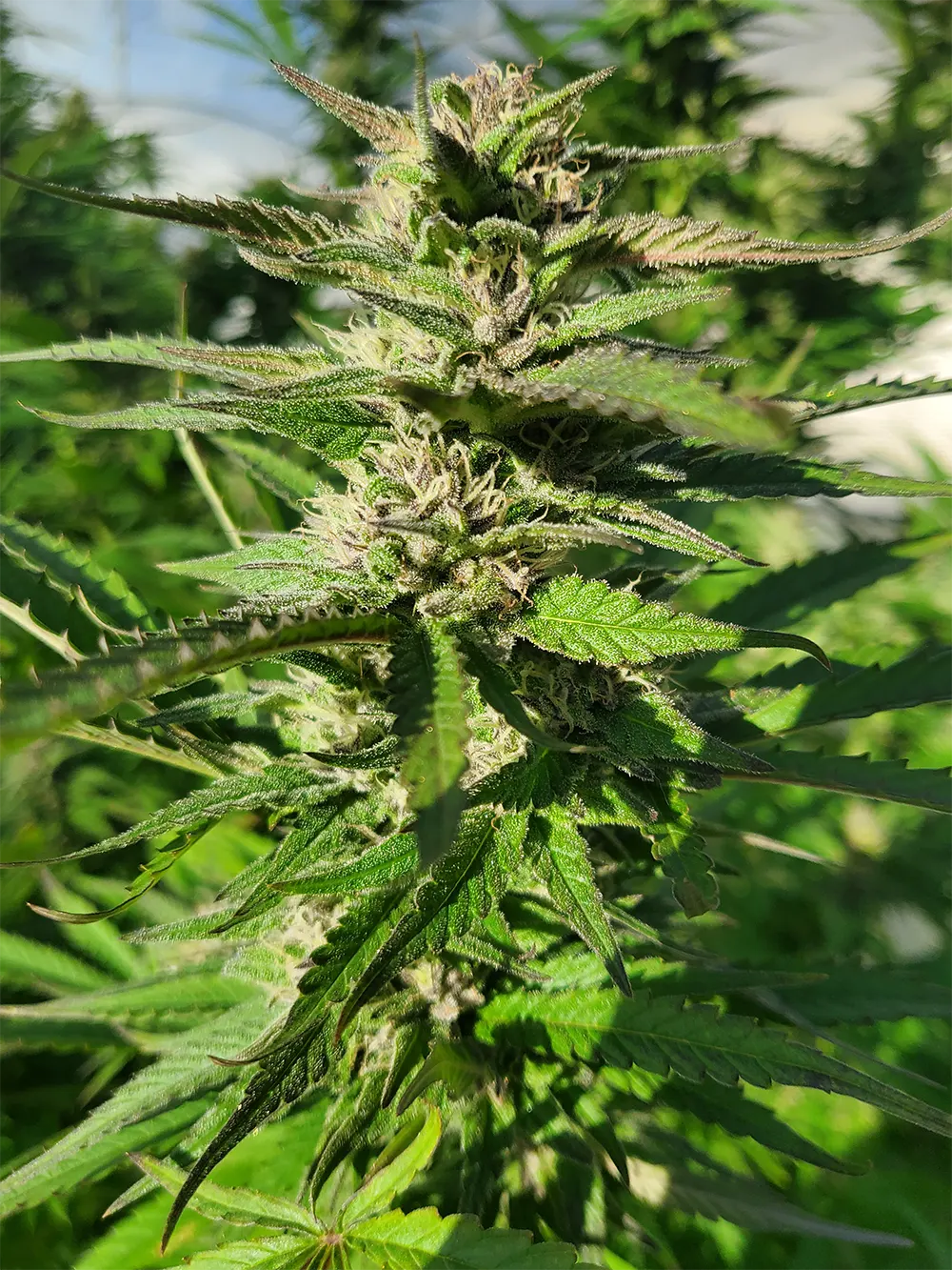 Cannabis hemp weed plant Polaris by Nuka Seeds