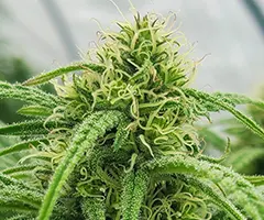 Megaton cannabis plant flowers marihuana seeds from NukaSeeds