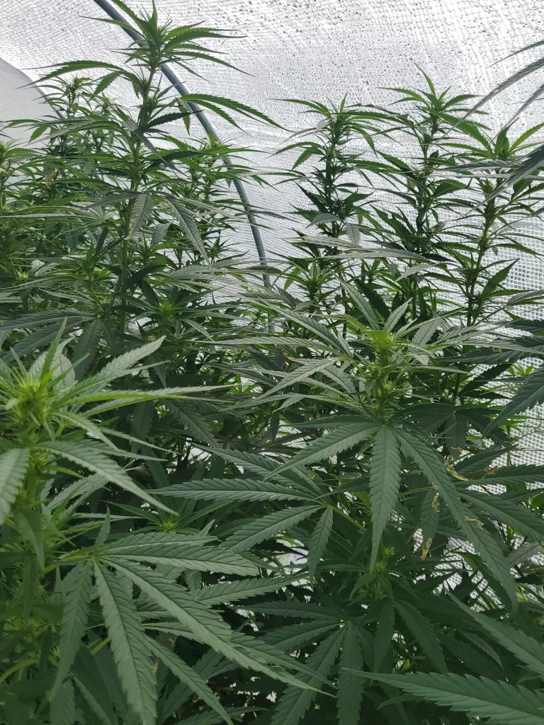 4th week of flowering Paradox in greenhouse