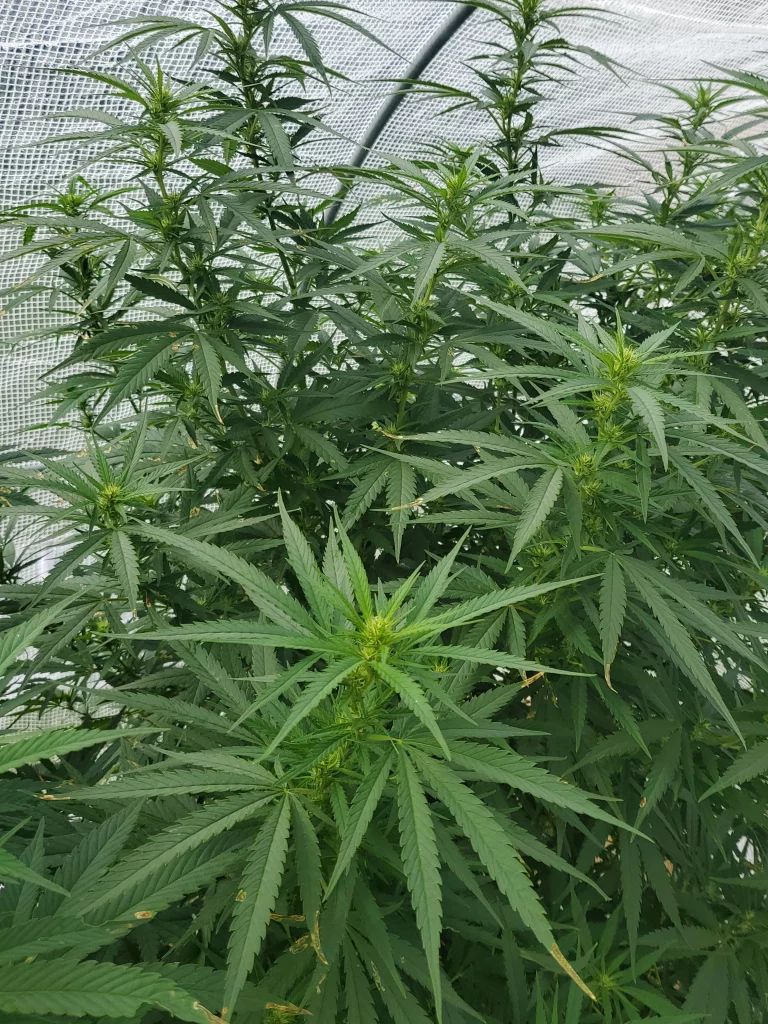 Blooming paradox 4. week