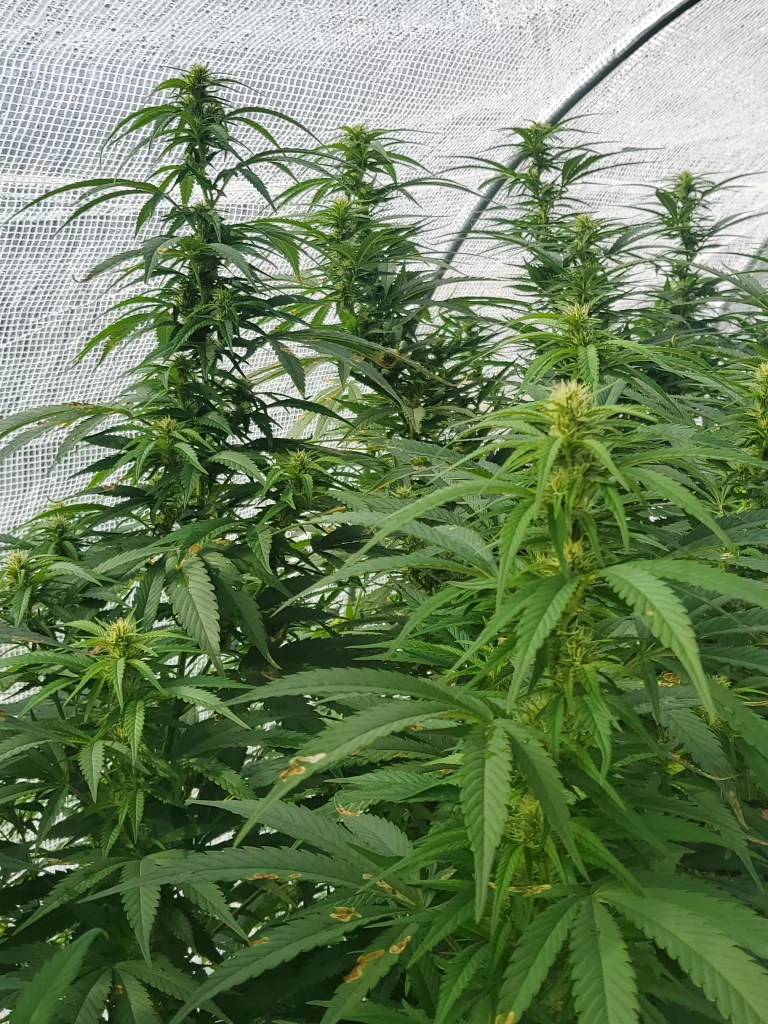 Paradox branches week 5