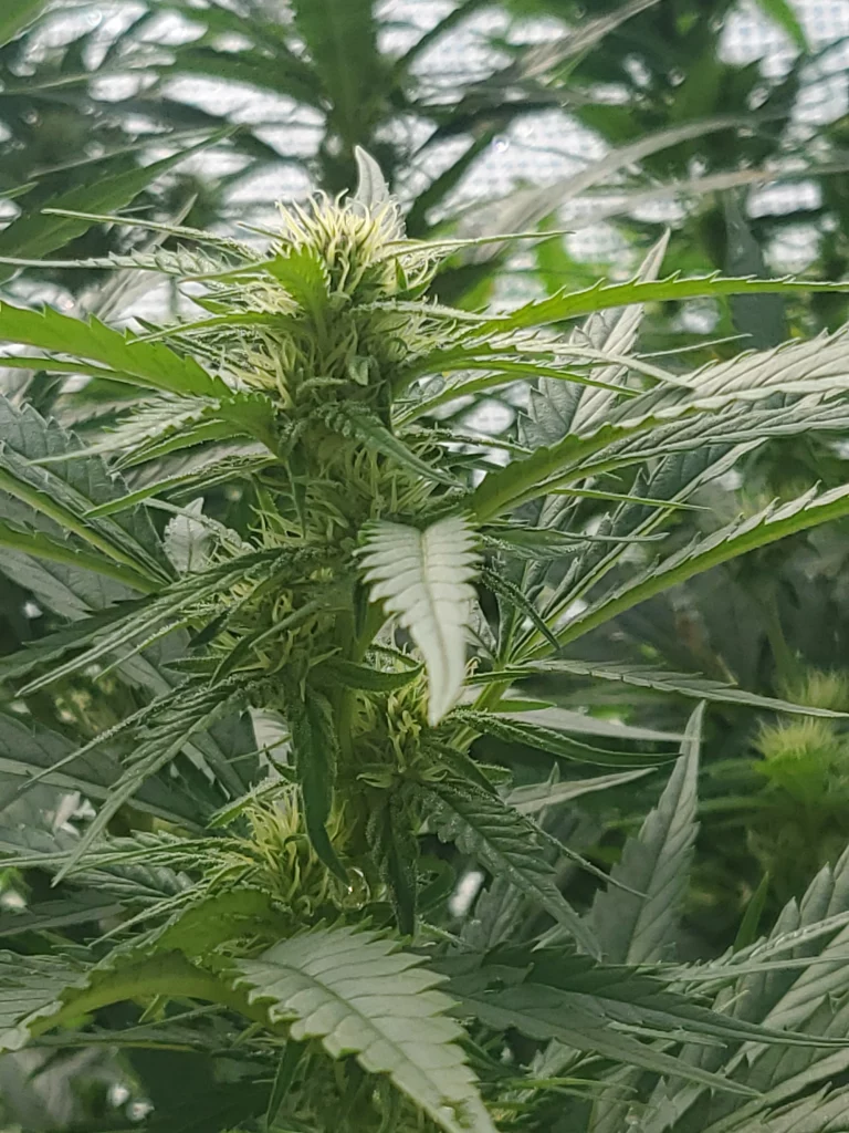 Paradox bud in 5th week of blooming