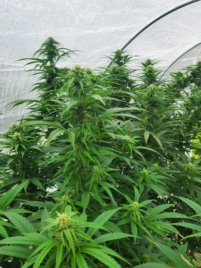 Paradox flowering in greenhouse