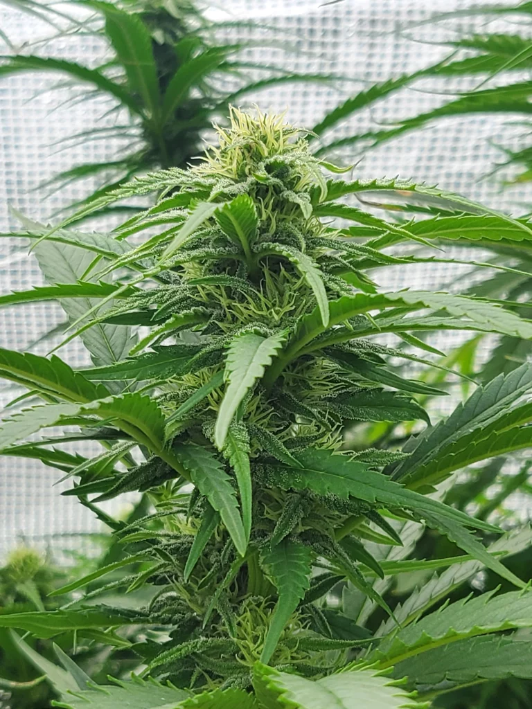 Paradox cola in greenhouse