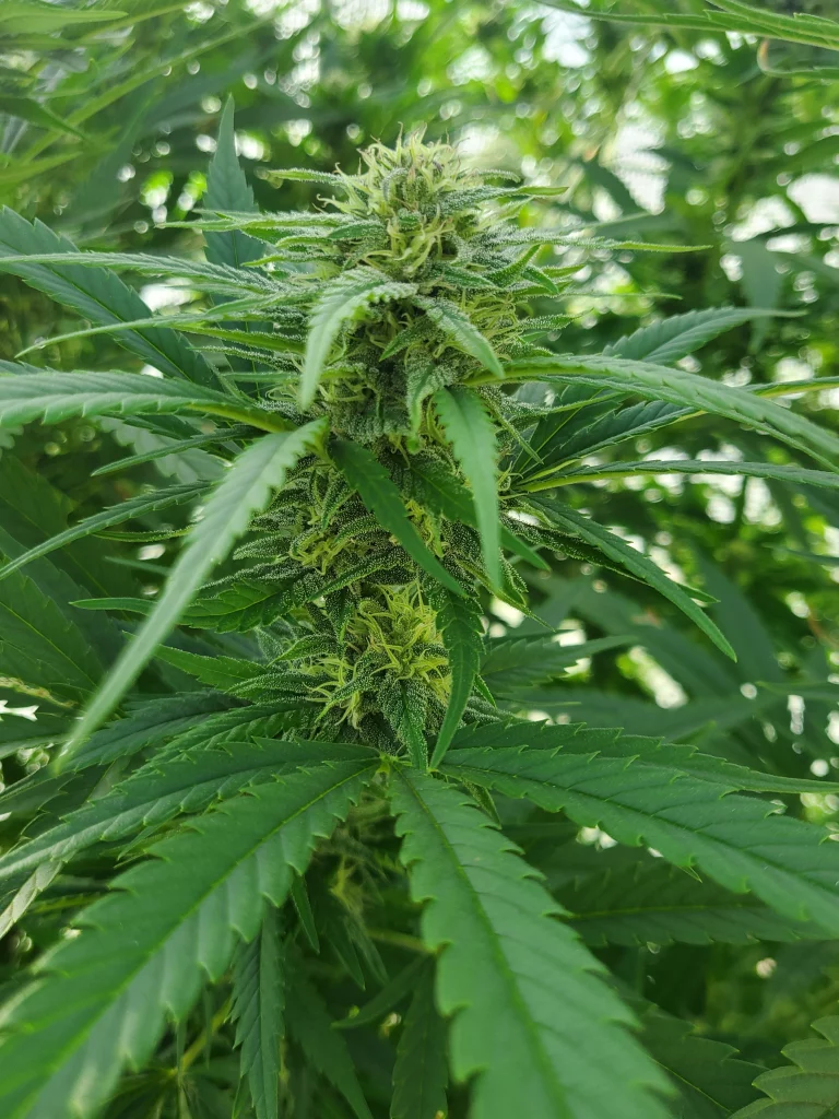 flowering week 7 Paradox bud