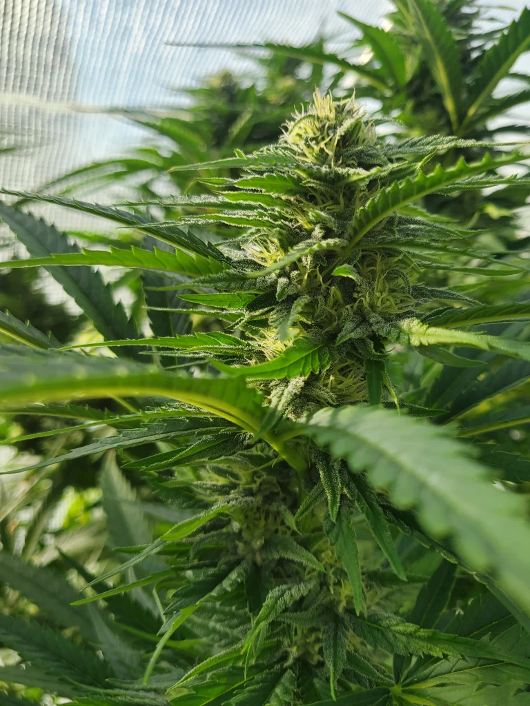 Paradox bud week 7 greenhouse cultivation