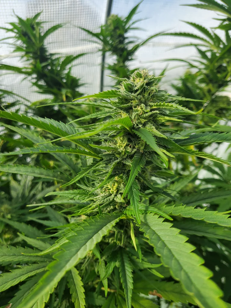 Paradox cannabis bud