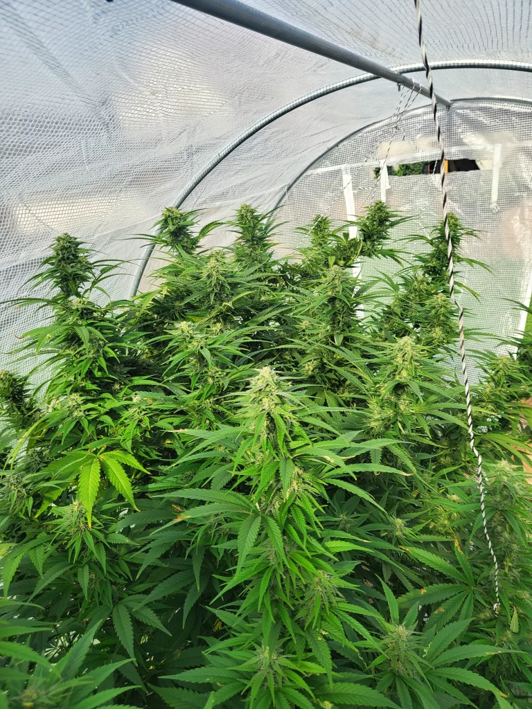 Paradox cannabis bush