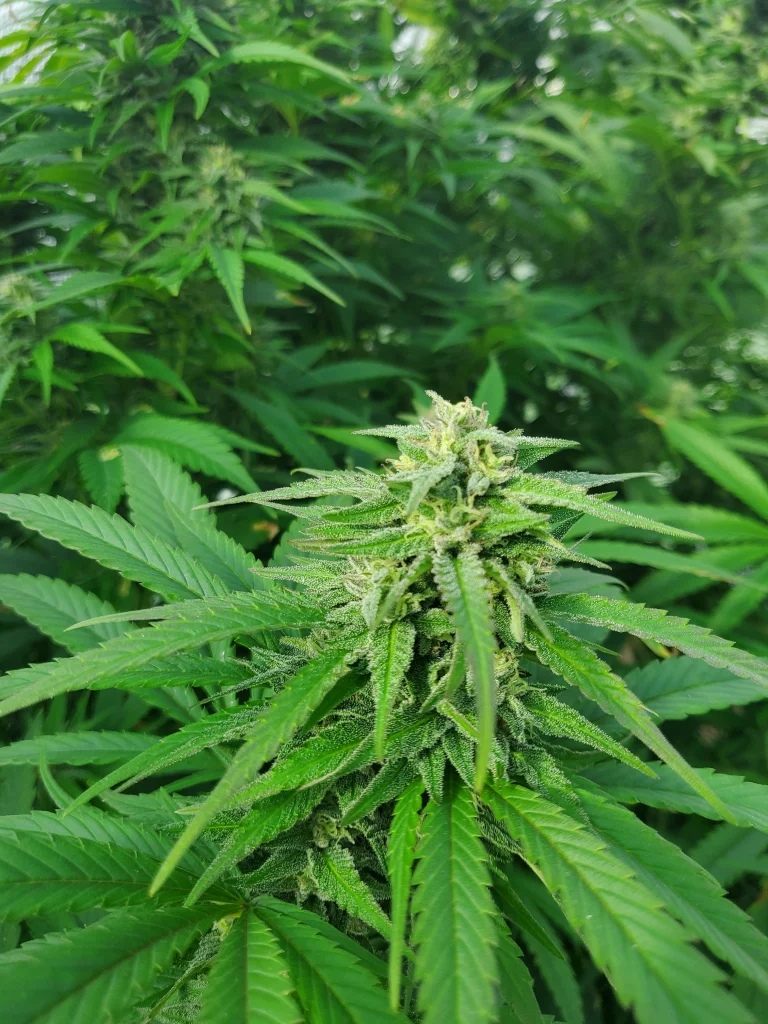 Cannabis Paradox flowering week 8