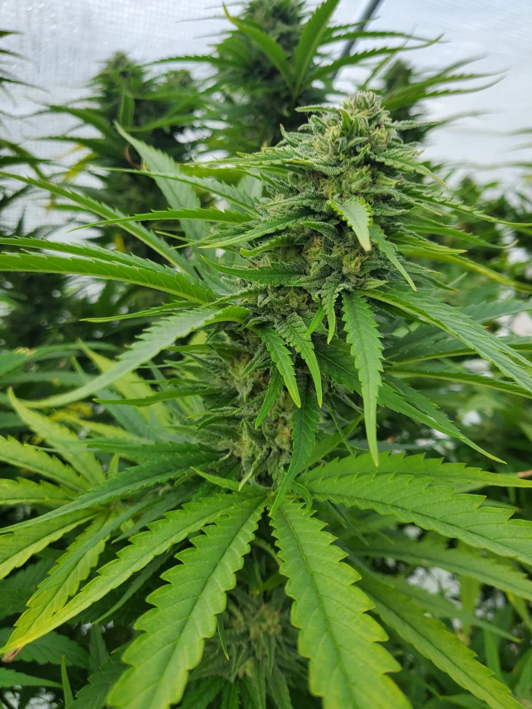 Paradox cola bloom