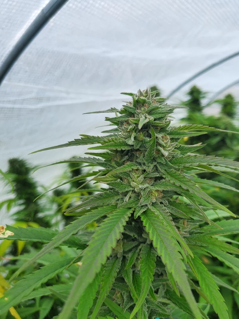 Paradox fuiting before harvest