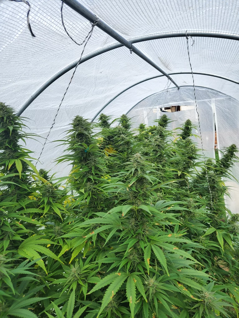 Paradox cannabis fruiting bush