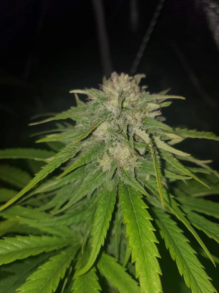 Nuka seeds Paradox before harvest