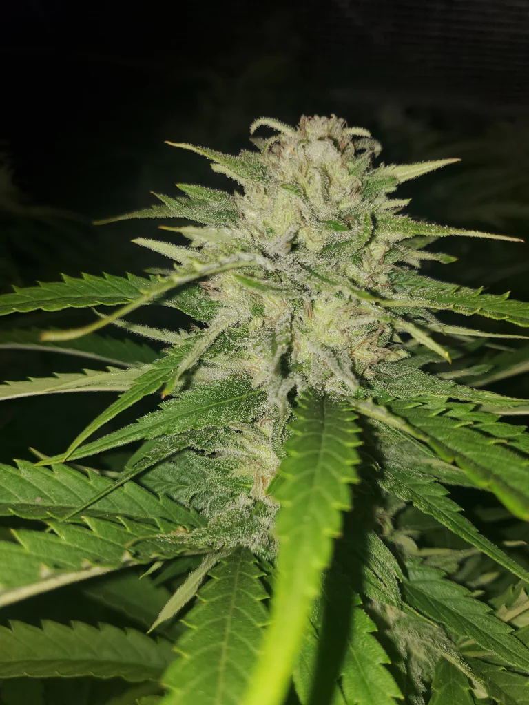 NukaSeeds Paradox bud in dark