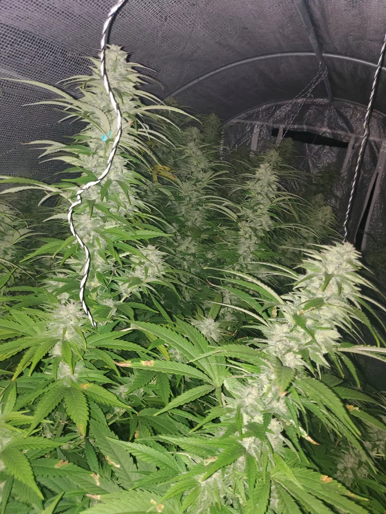 Paradox cannabis branches