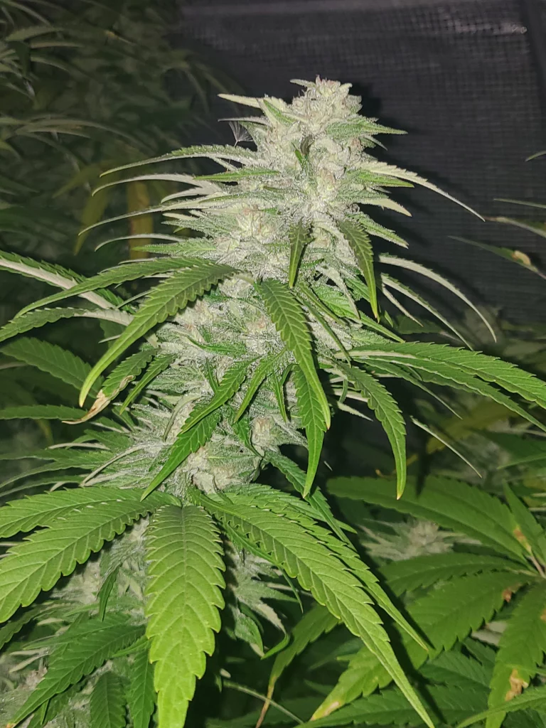 Paradox cannabis cola