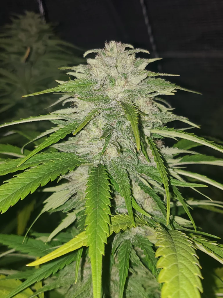 Paradox bud Nukaseeds grow report