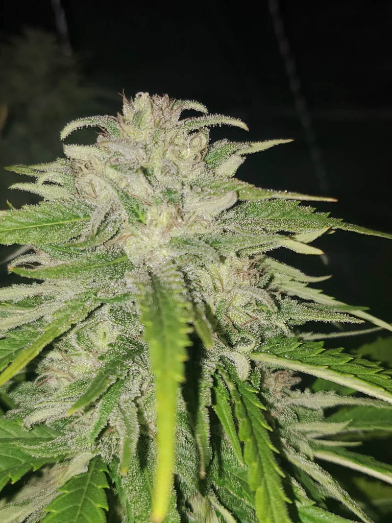 Paradox top bud Nuka seeds